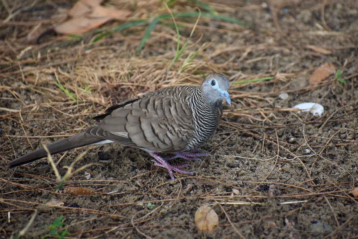 斑馬鳩 - ML620192782