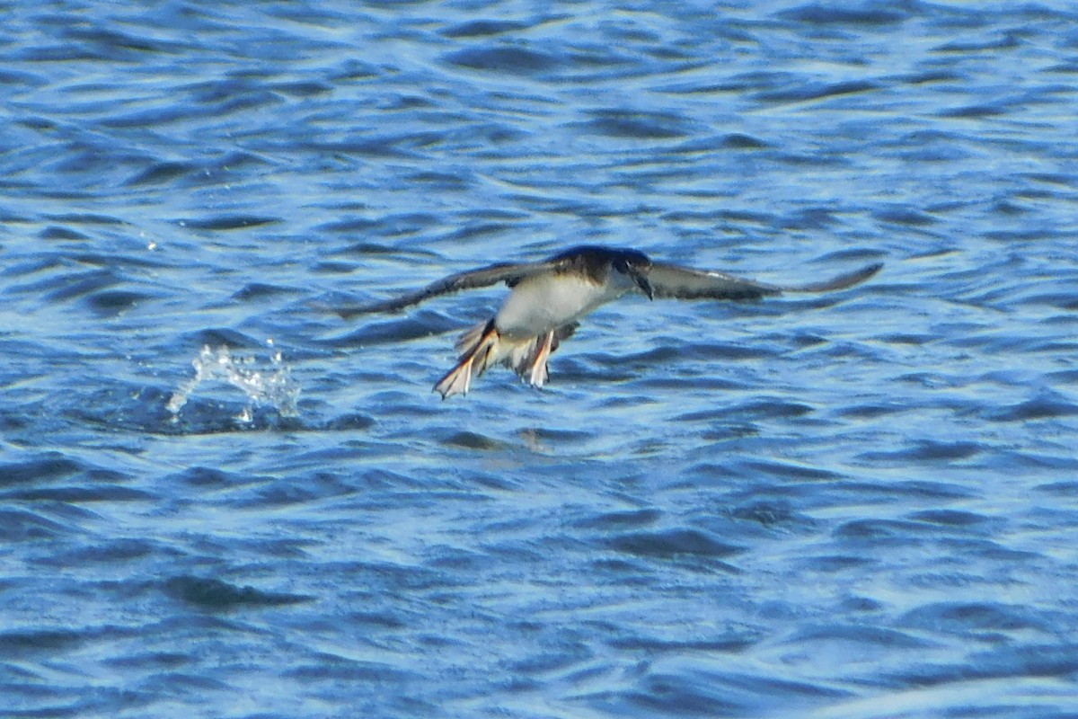 Manx Shearwater - ML620192784