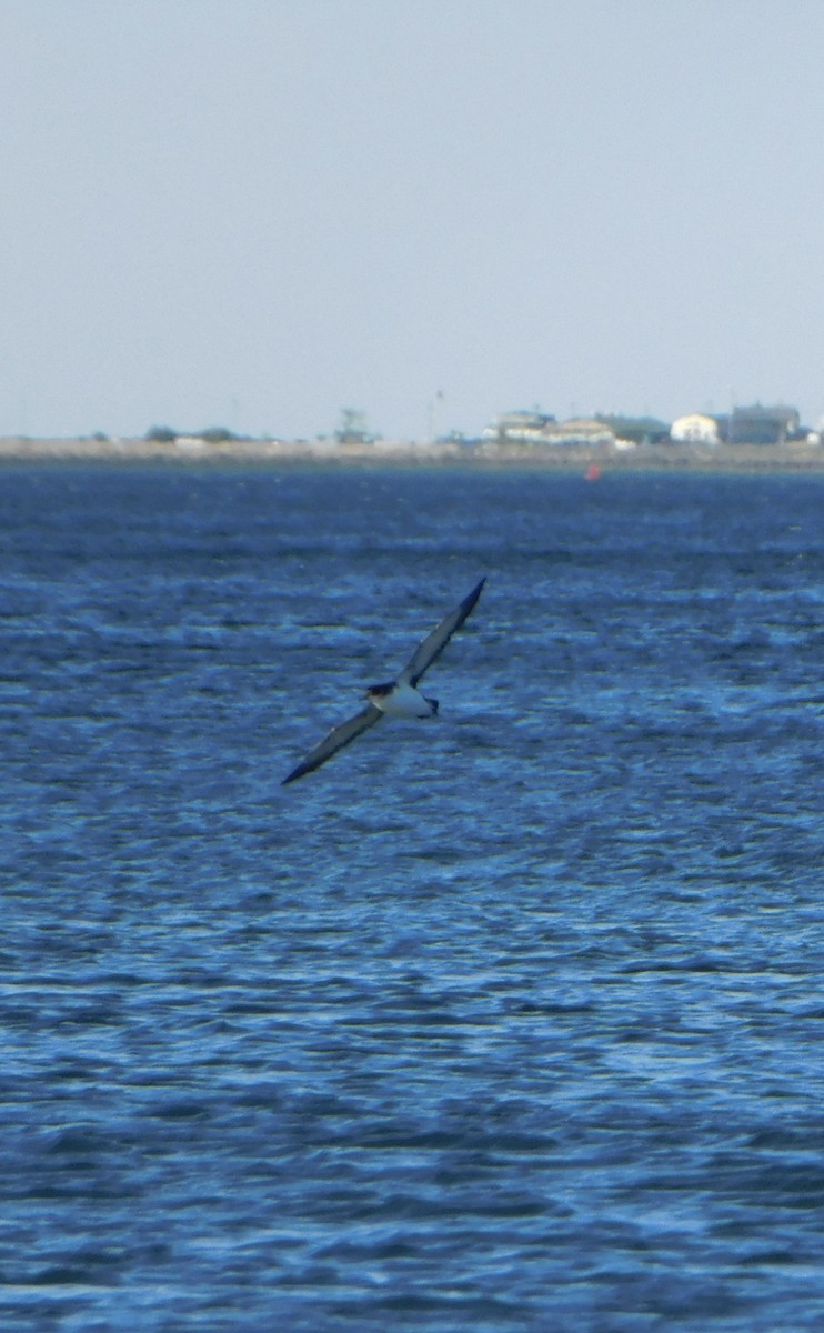 Manx Shearwater - ML620192785