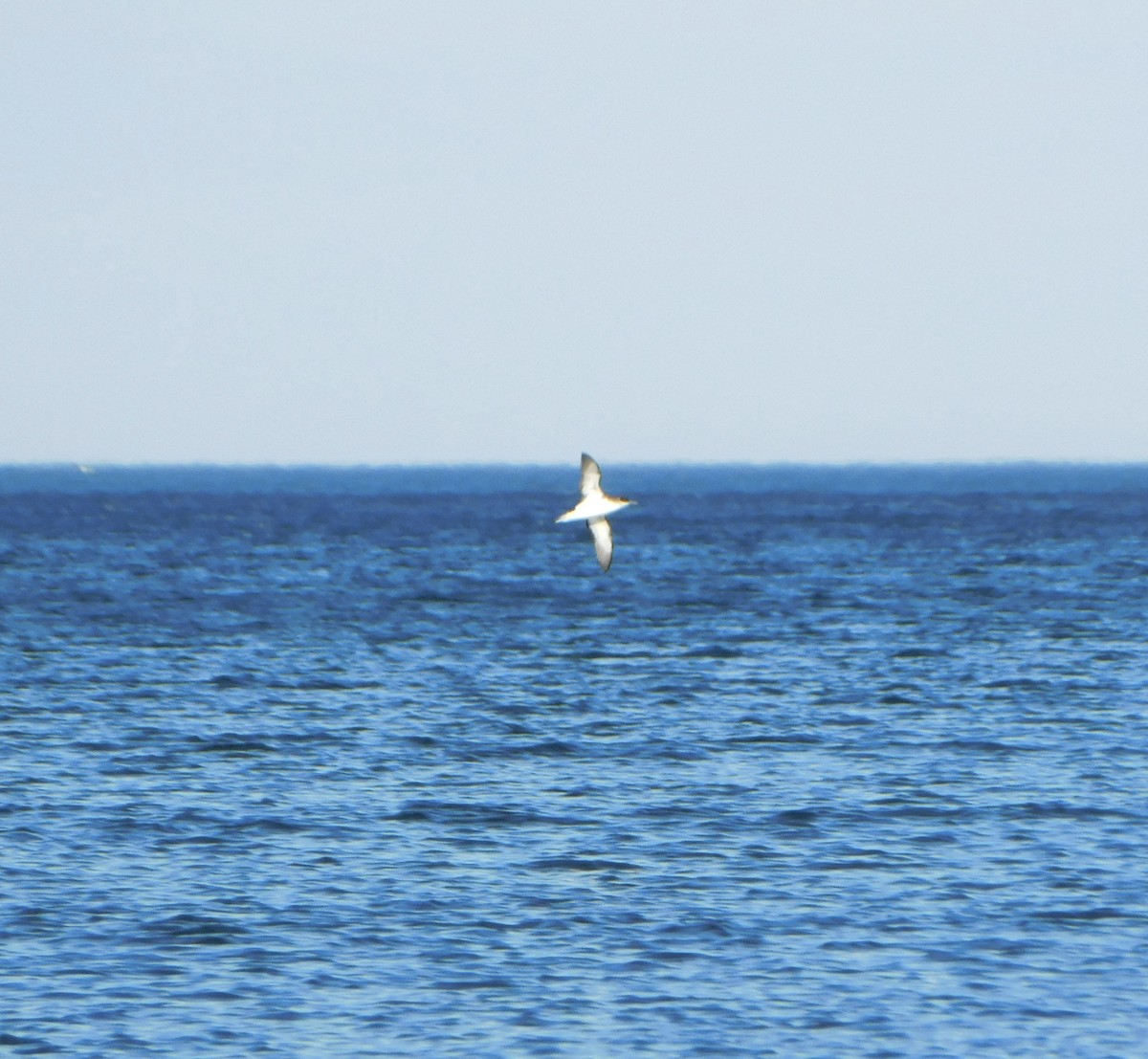 Manx Shearwater - ML620192788