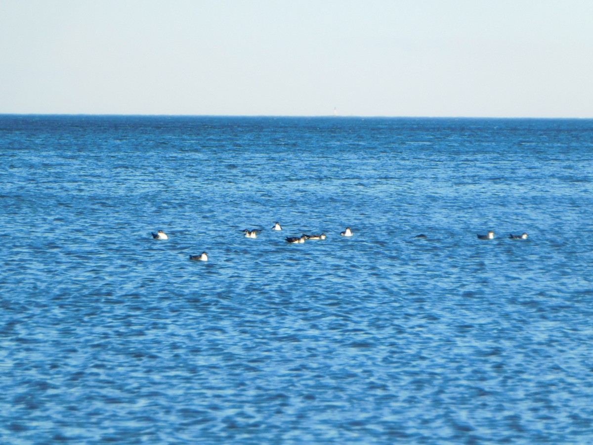 Manx Shearwater - ML620192798