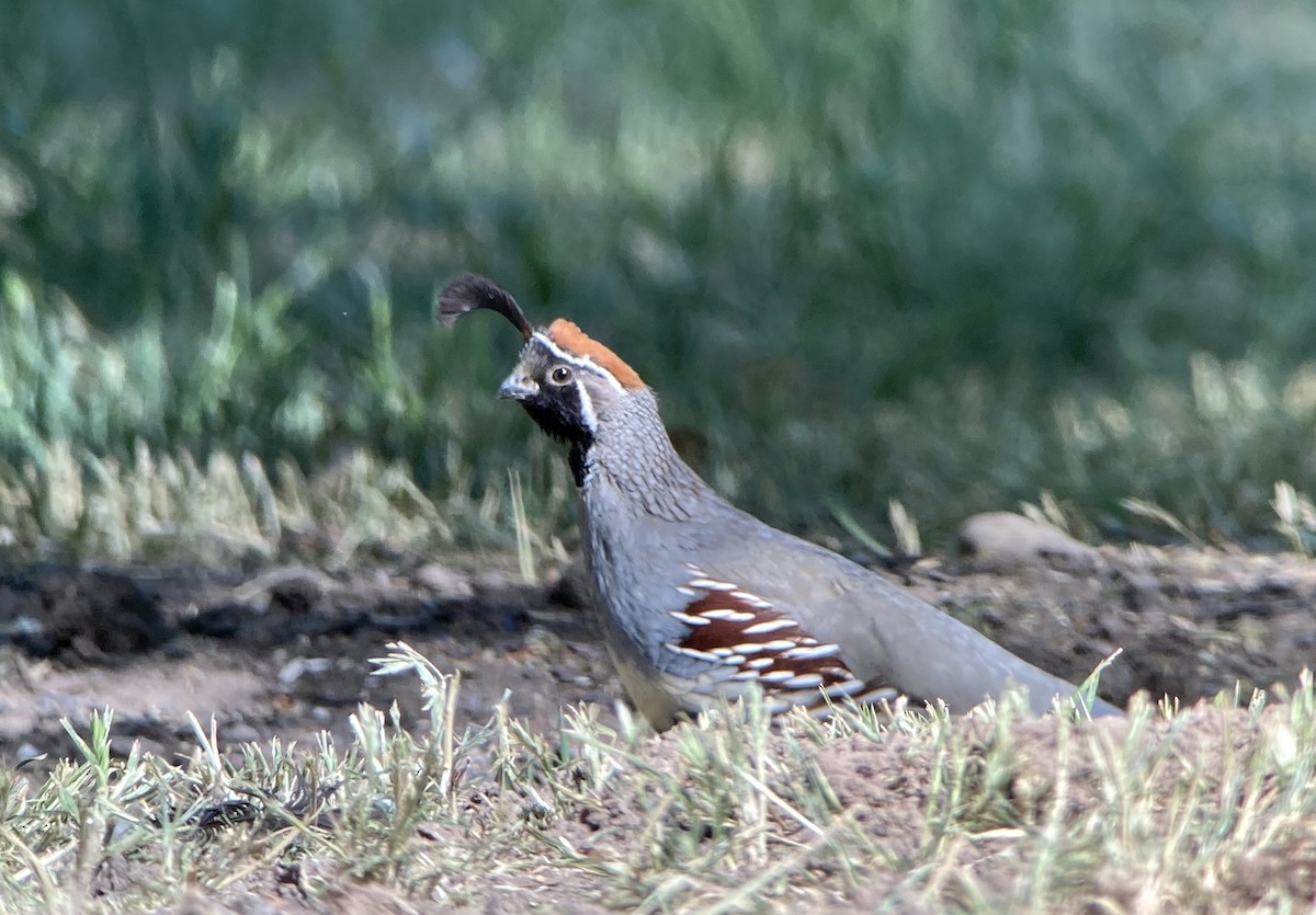 Gambel's Quail - ML620192803