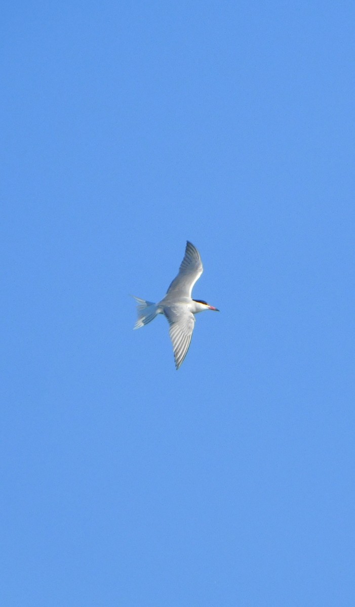 Common Tern - ML620192805