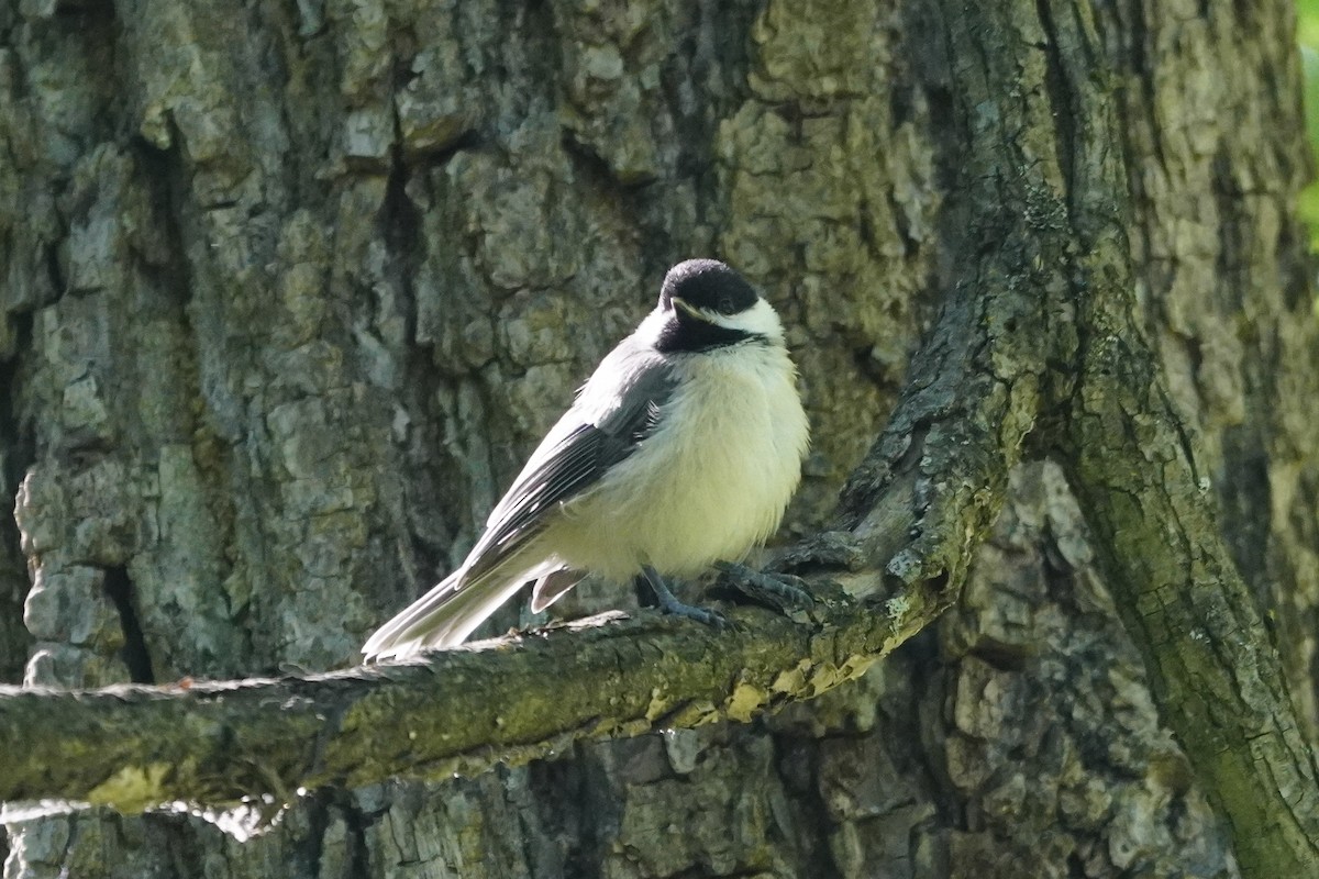 Carolina Chickadee - ML620192807