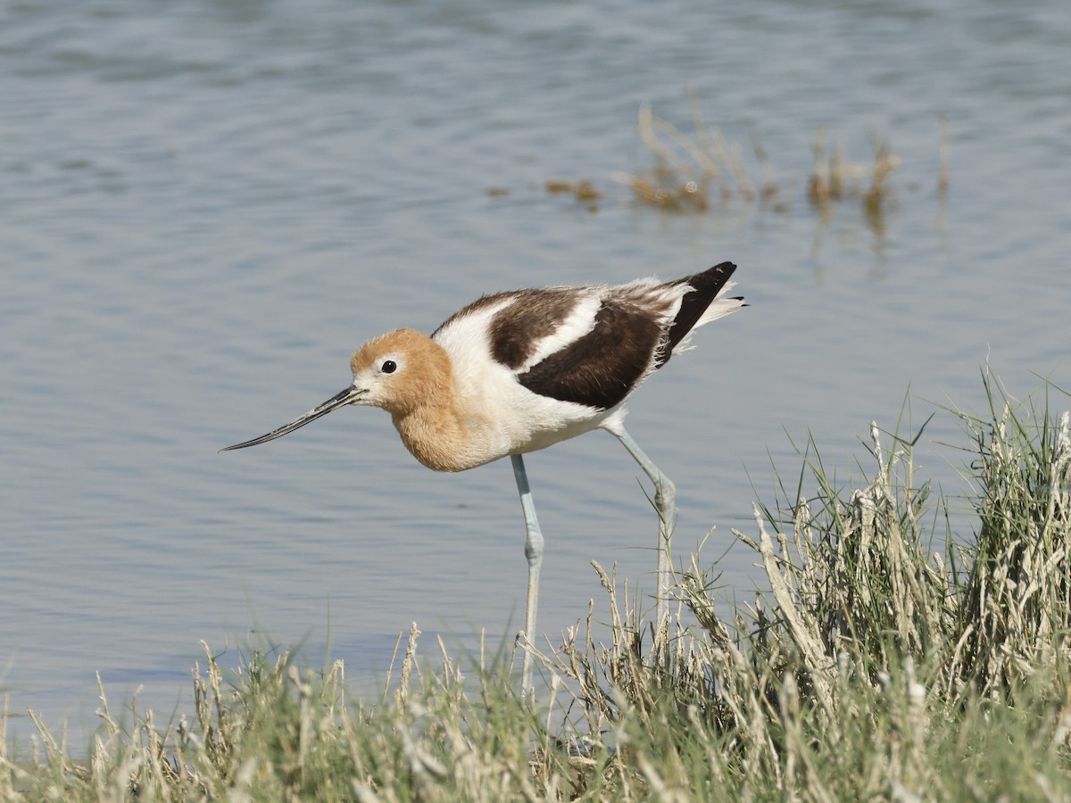 American Avocet - ML620192809