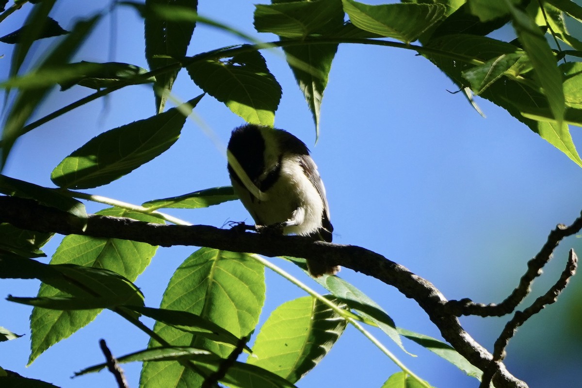 Carolina Chickadee - ML620192815