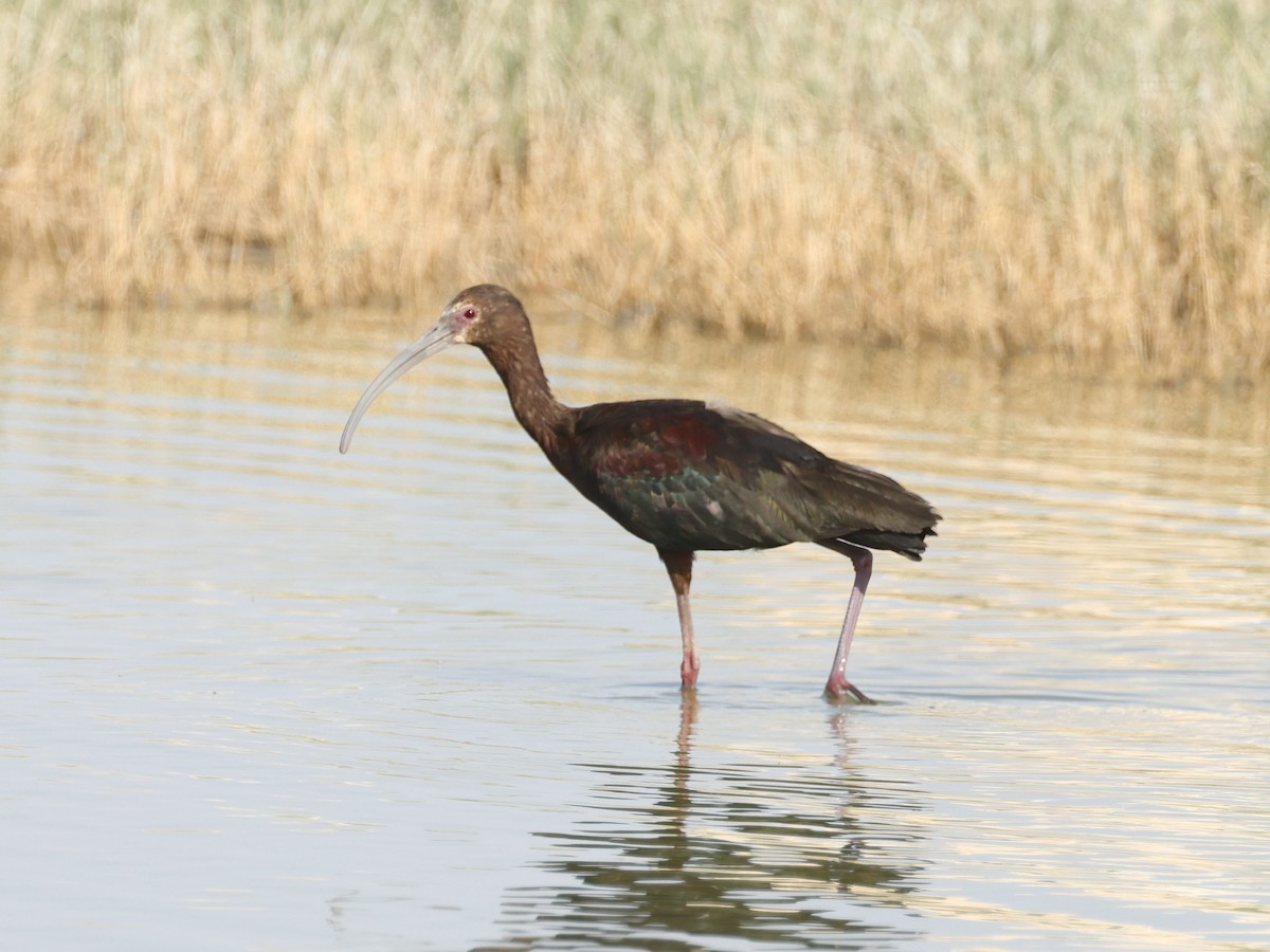 ibis americký - ML620192823