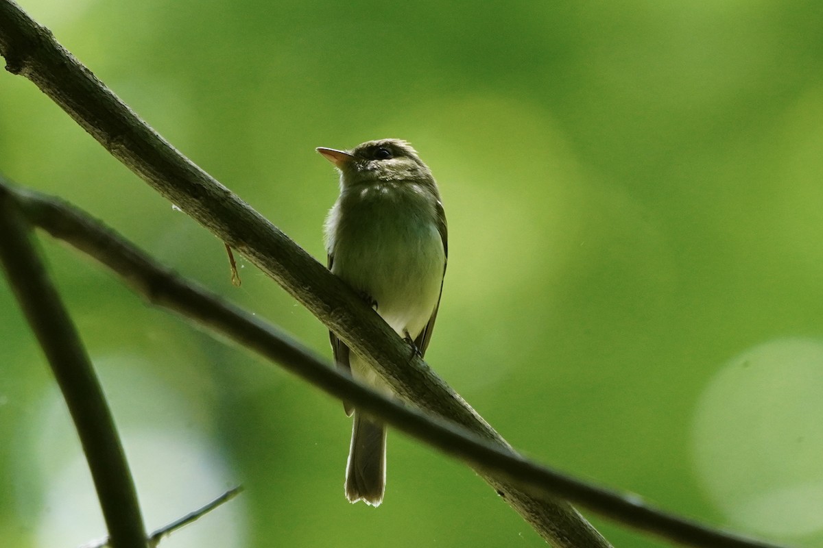 Acadian Flycatcher - ML620192828