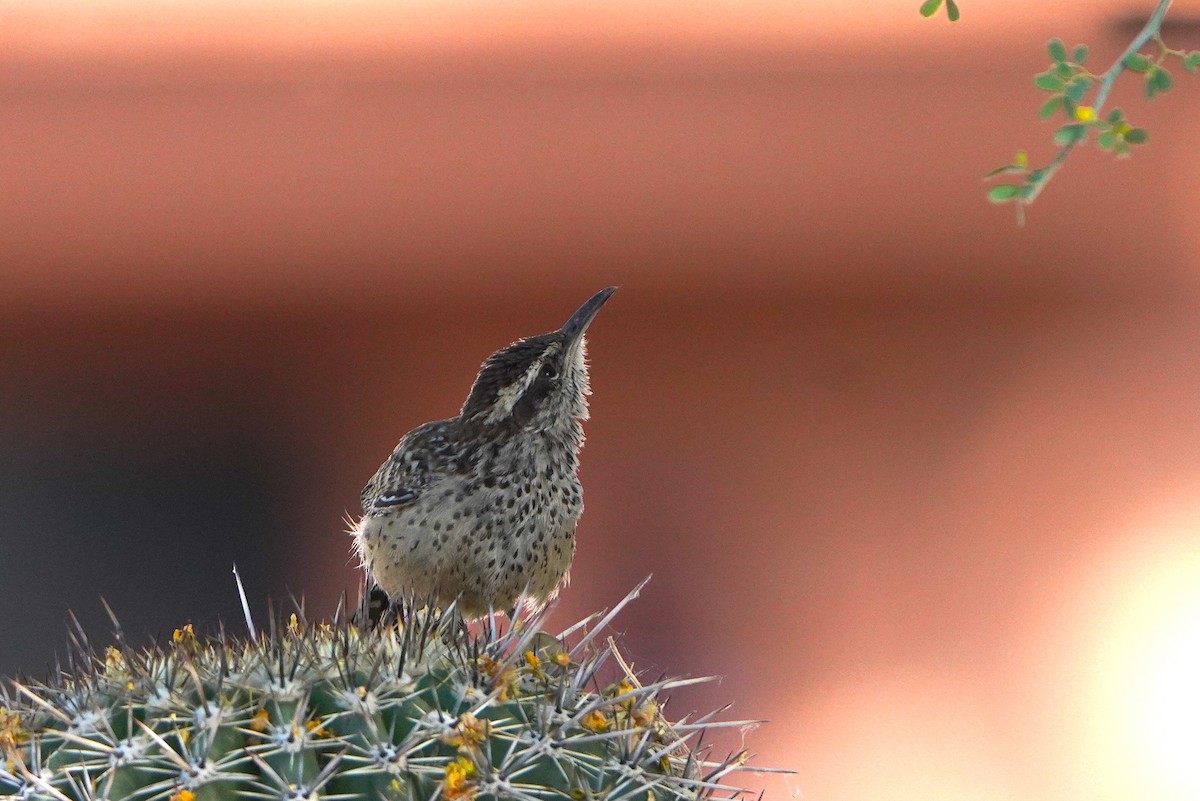 Cactus Wren - ML620192831