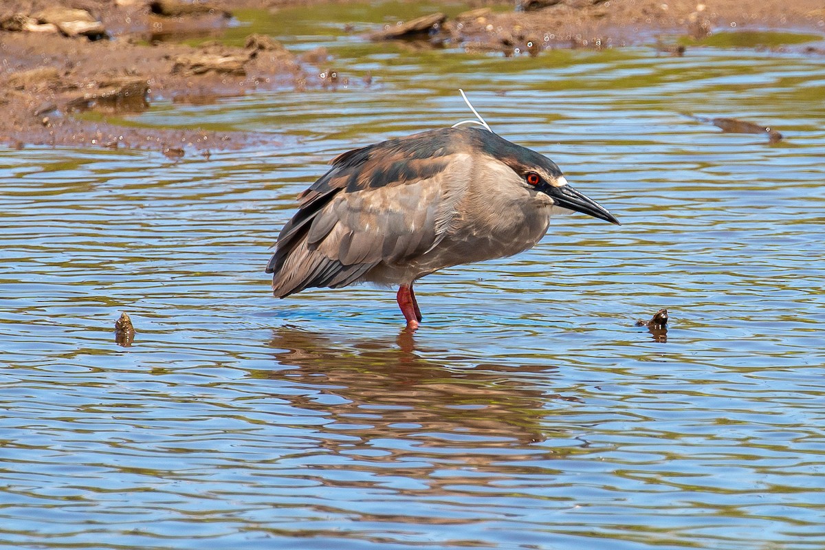 Black-crowned Night Heron - ML620192834