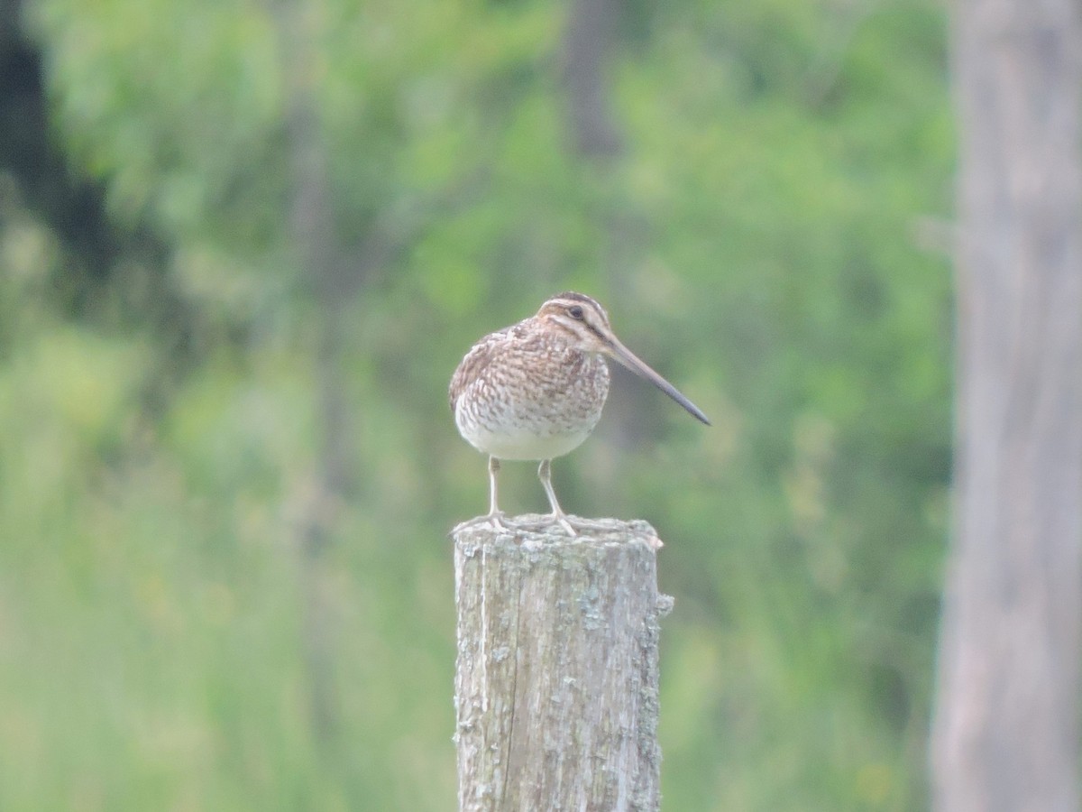 Wilson's Snipe - ML620192838