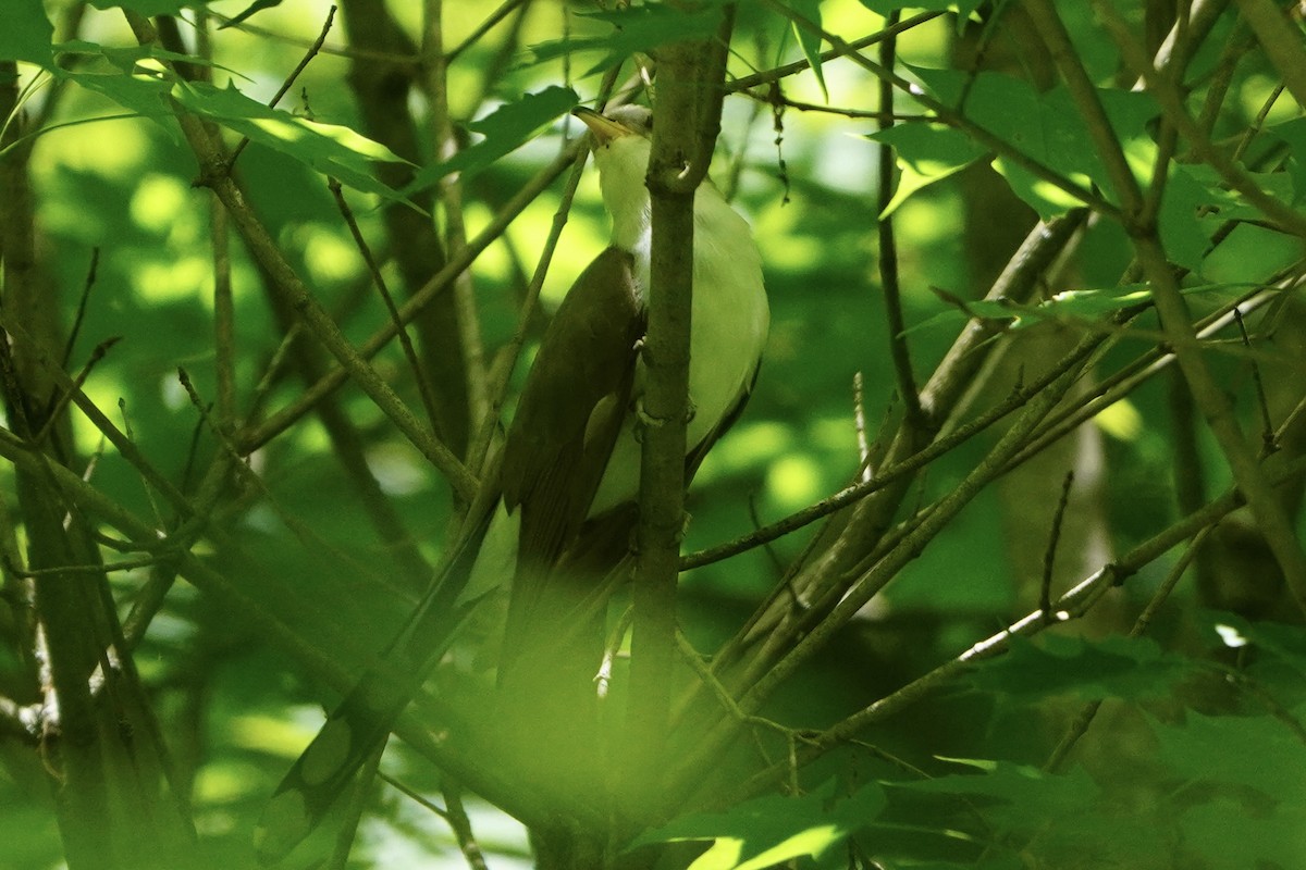 Yellow-billed Cuckoo - ML620192849