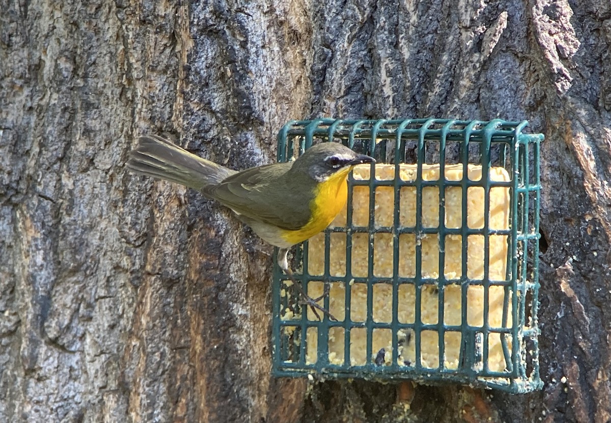 Yellow-breasted Chat - ML620192852