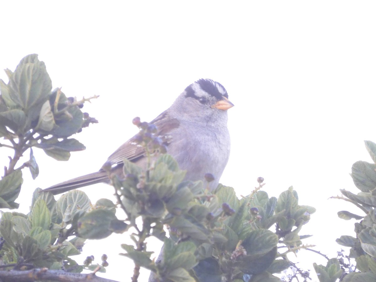 White-crowned Sparrow - ML620192857