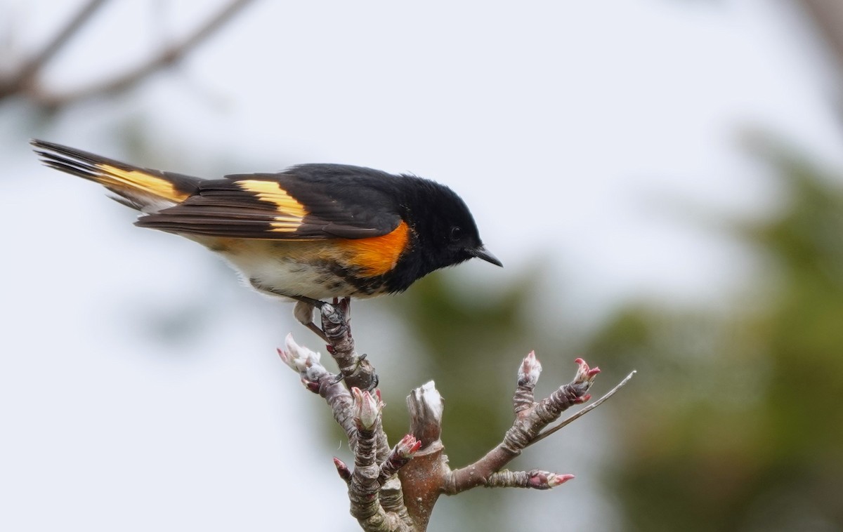 American Redstart - ML620192860