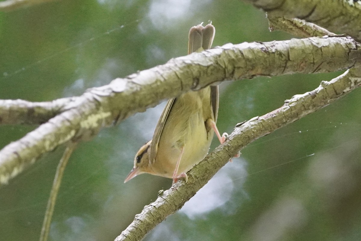 Worm-eating Warbler - ML620192864