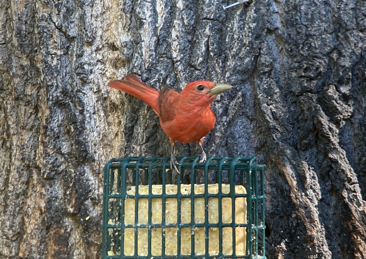 Summer Tanager - ML620192869