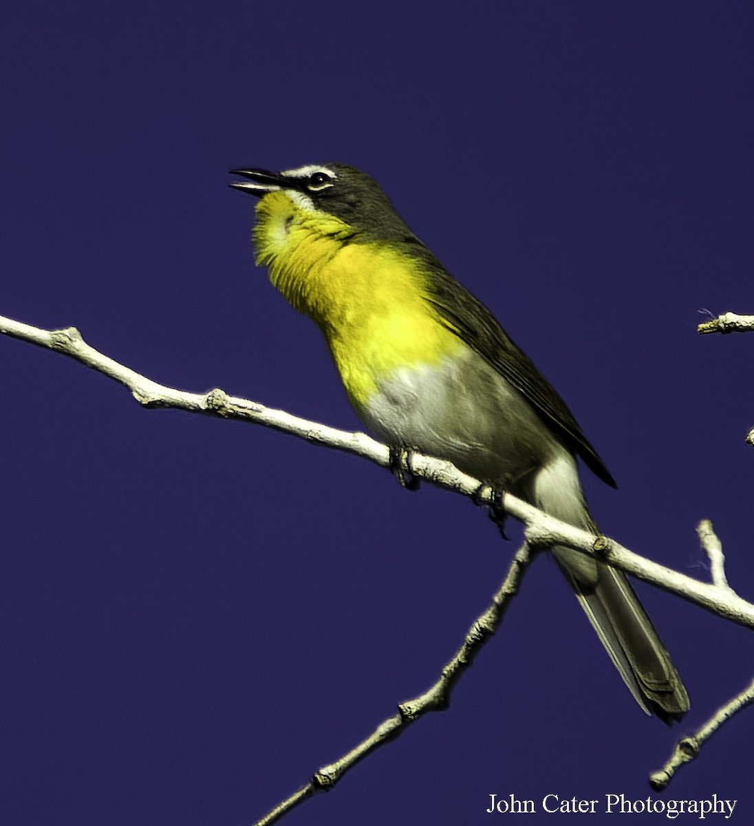 Yellow-breasted Chat - ML620192876