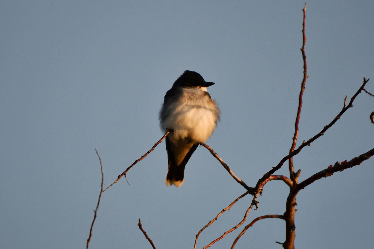 Eastern Kingbird - ML620192877