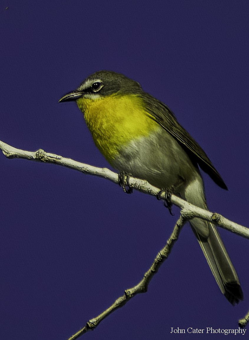 Yellow-breasted Chat - John Cater