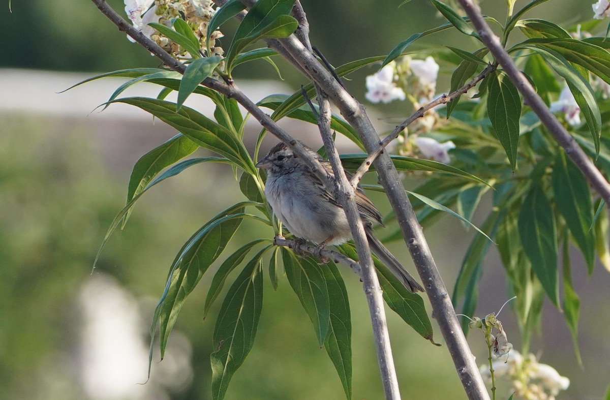 Rufous-winged Sparrow - ML620192885