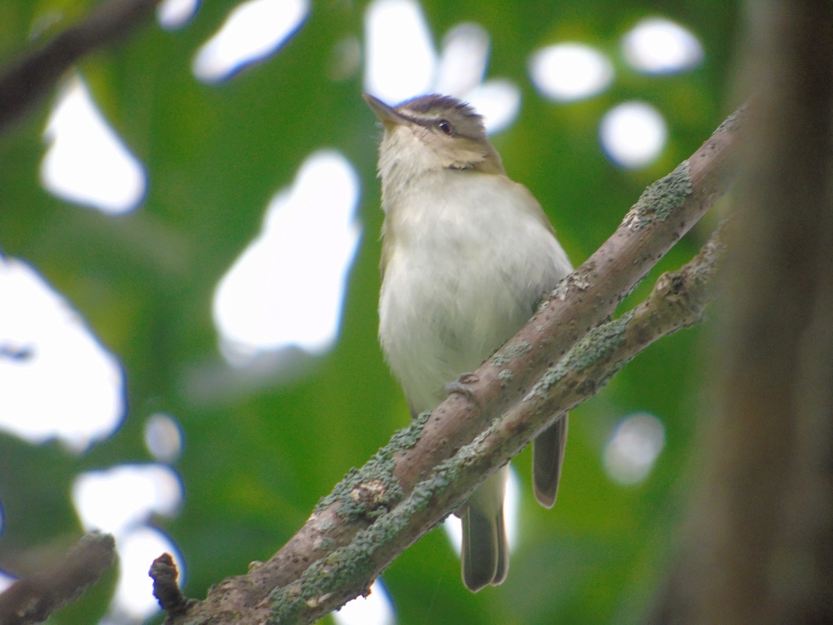 rødøyevireo - ML620192888