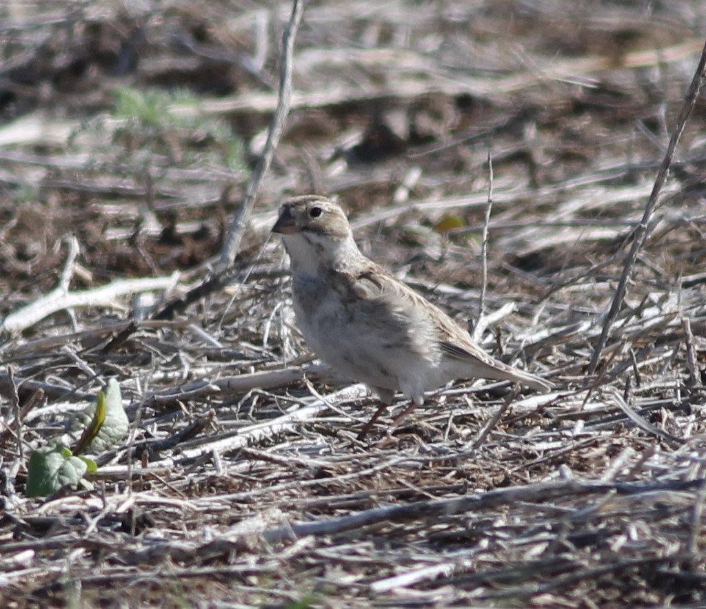 Thick-billed Longspur - ML620192892