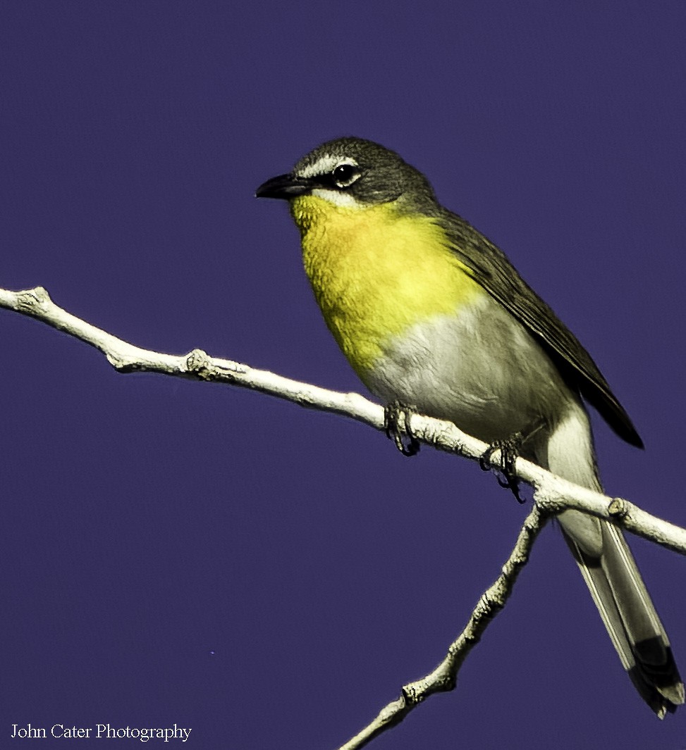 Yellow-breasted Chat - ML620192893