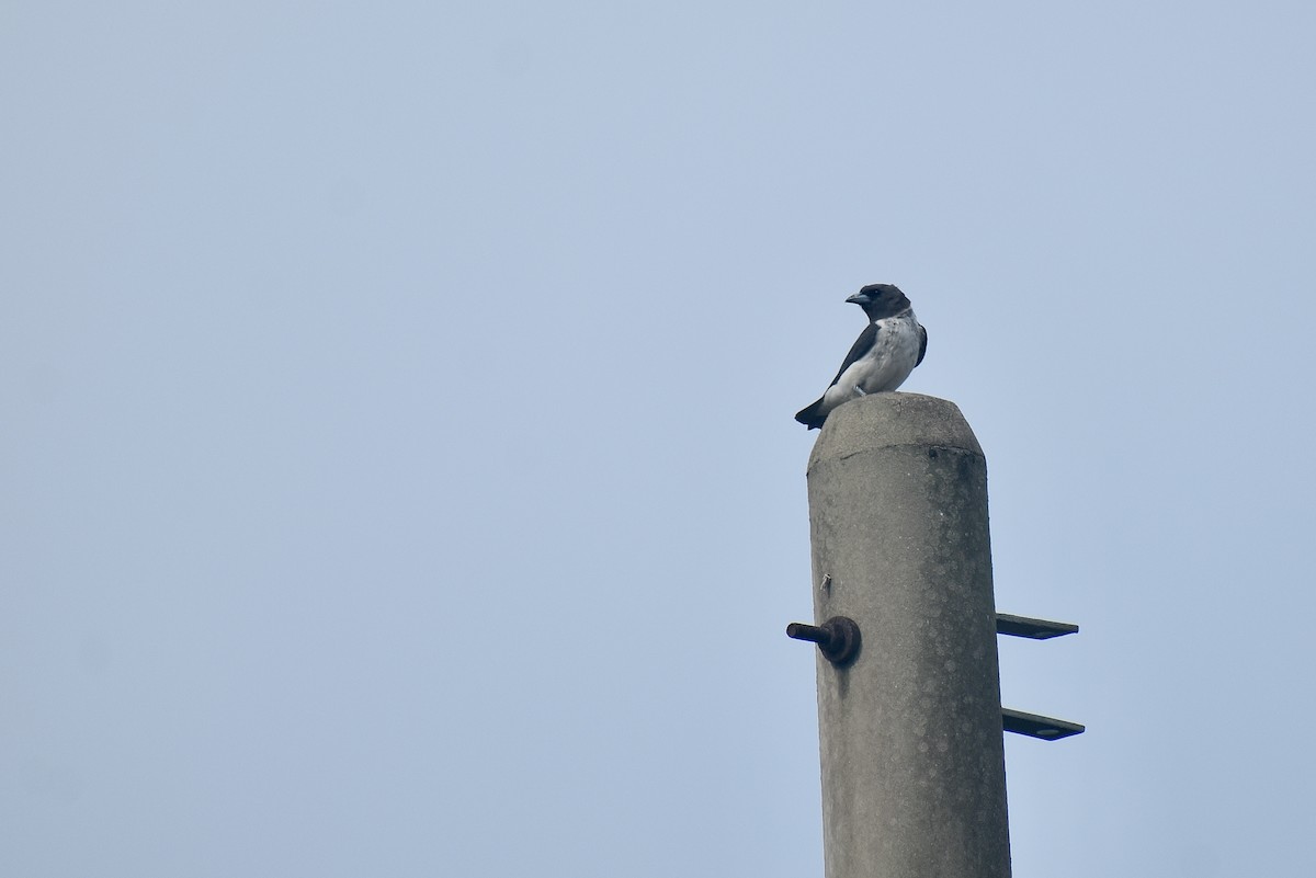 White-breasted Woodswallow - ML620192898