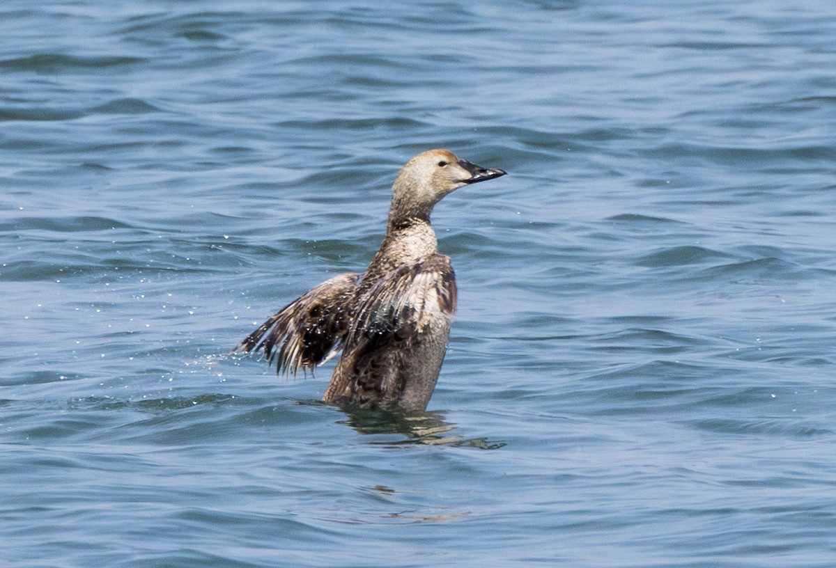 King Eider - ML620192905