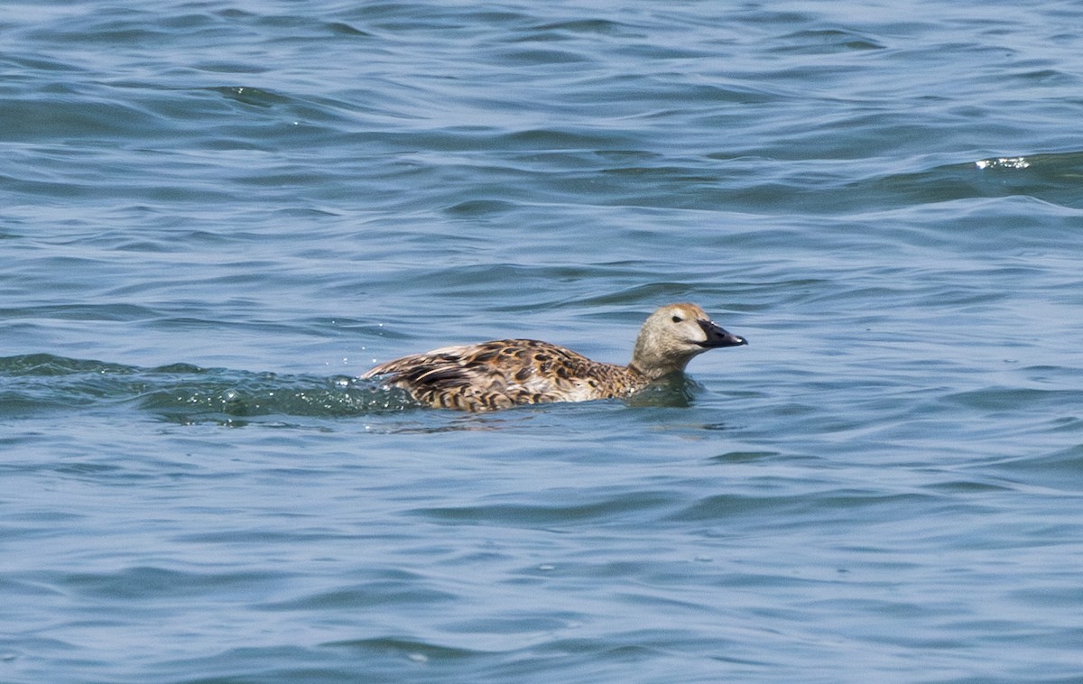 Eider à tête grise - ML620192906