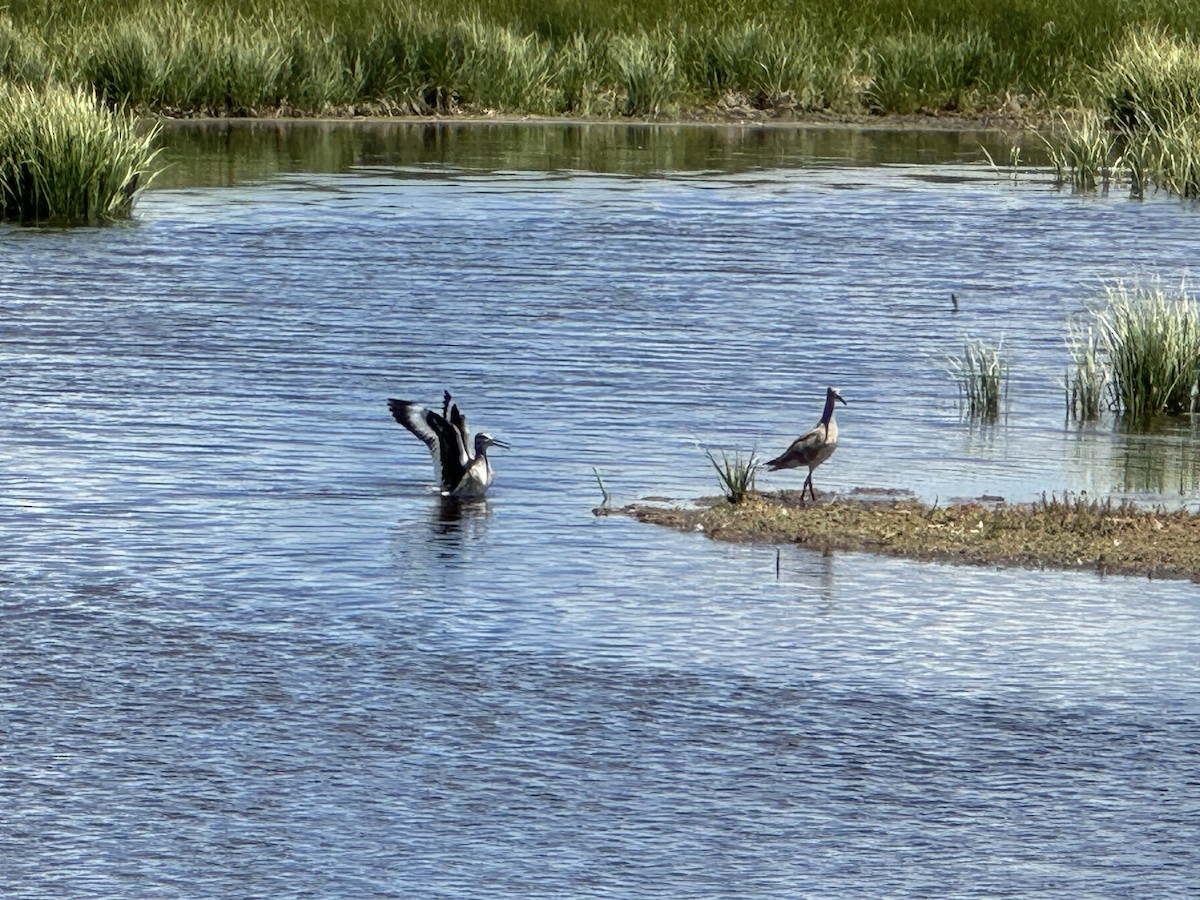 Willet - ML620192913