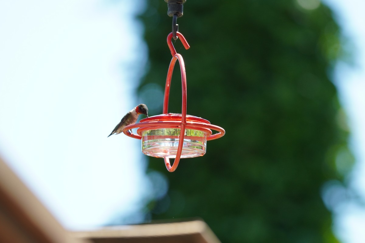 Ruby-throated Hummingbird - ML620192915
