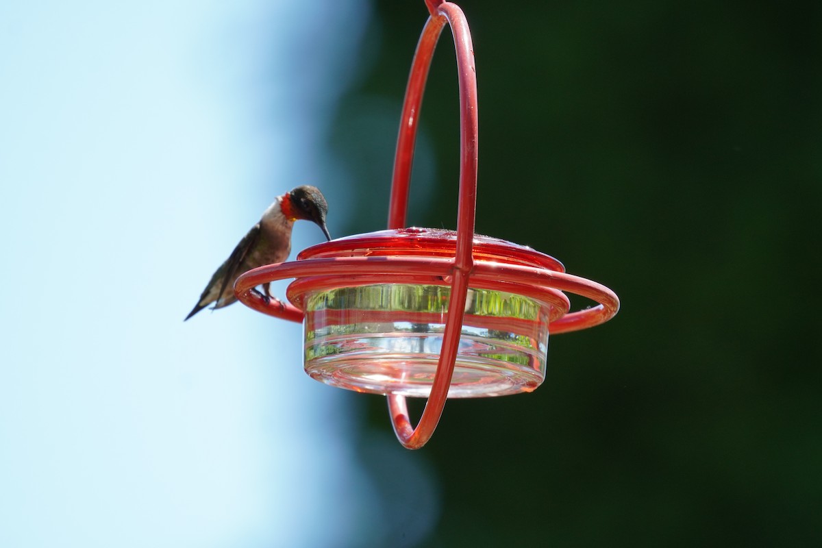 Ruby-throated Hummingbird - ML620192916