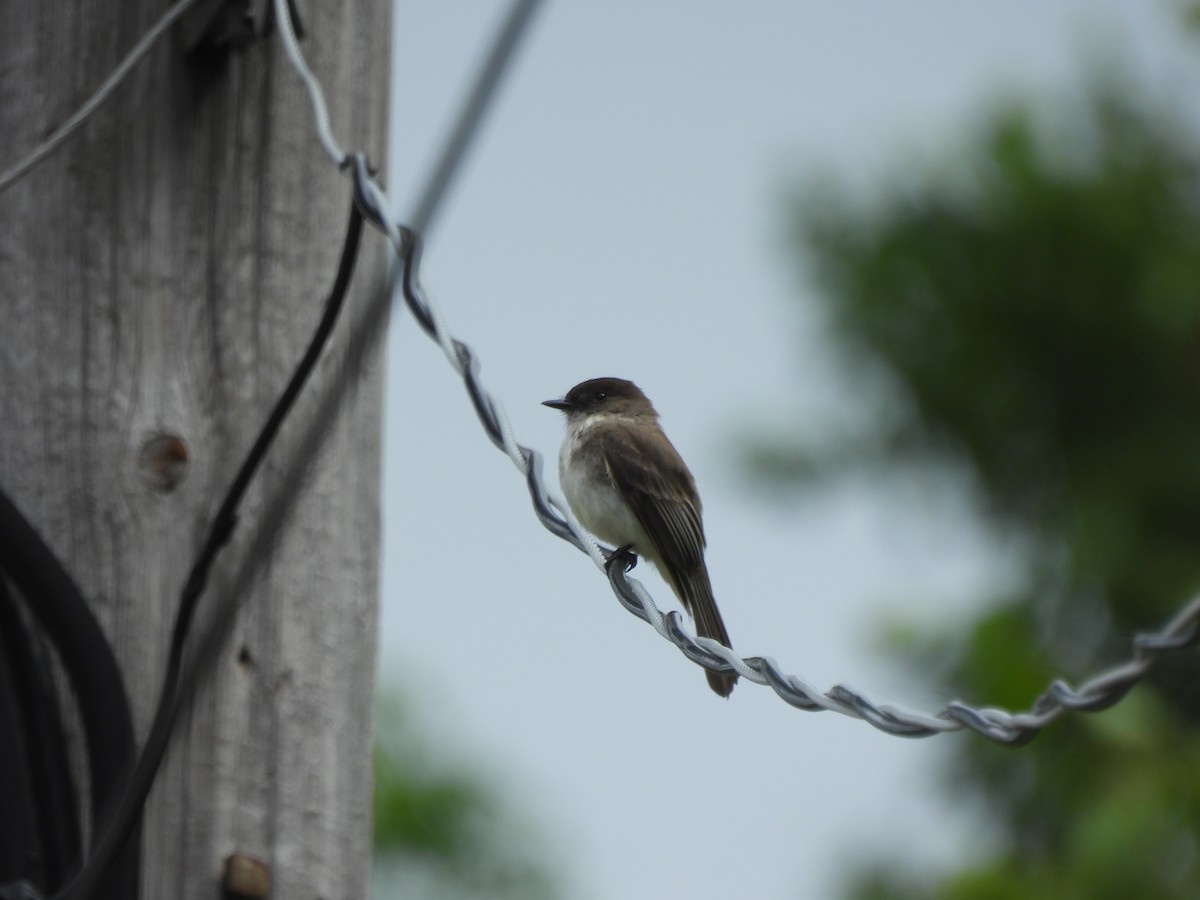 Eastern Phoebe - ML620192920