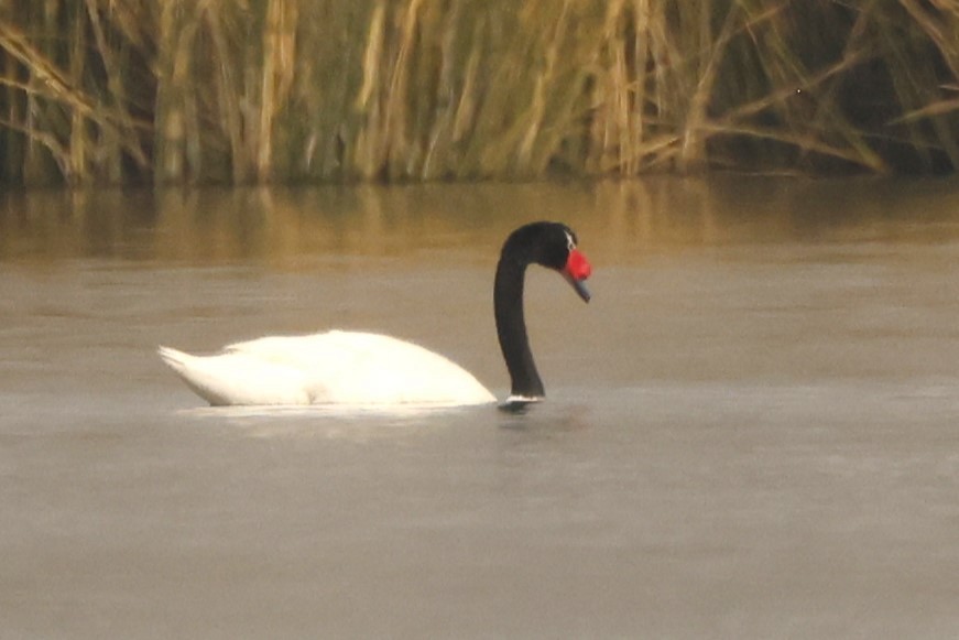 Black-necked Swan - ML620192923