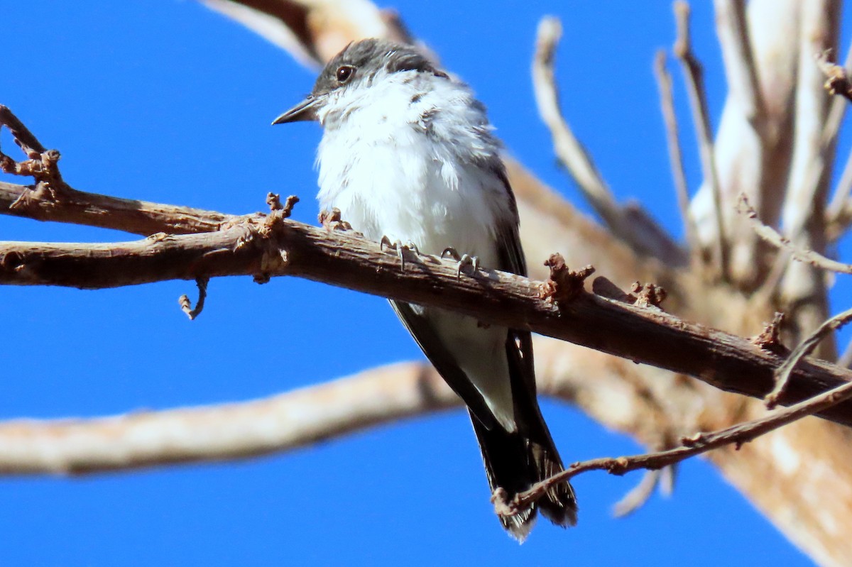 Eastern Kingbird - ML620192941