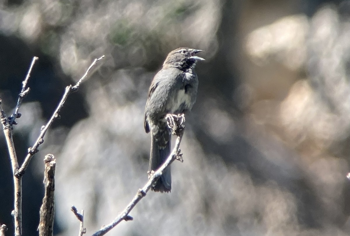 Five-striped Sparrow - ML620192956