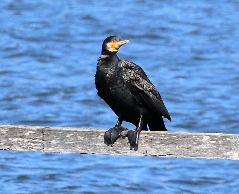 Great Cormorant - ML620192968