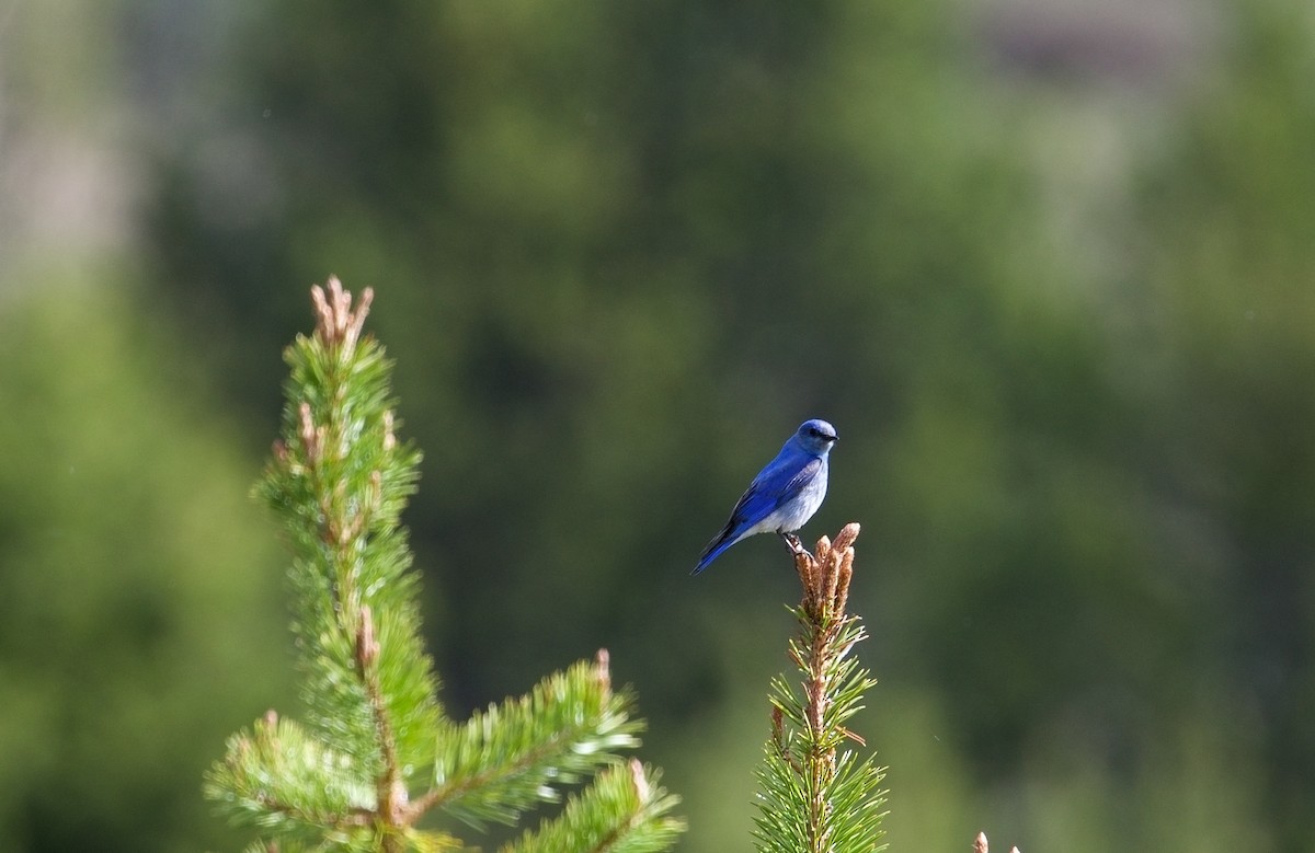 Mountain Bluebird - ML620192970