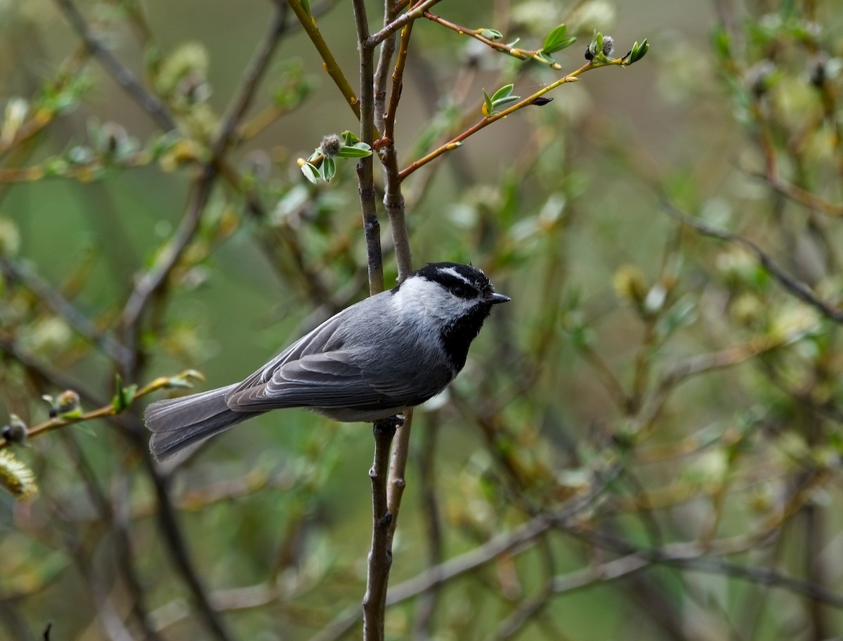 Mésange de Gambel - ML620192975