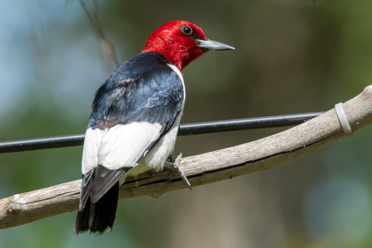 Red-headed Woodpecker - ML620192979