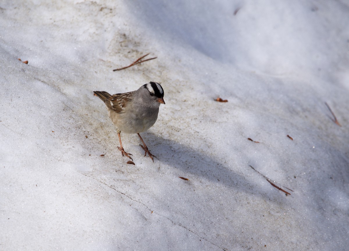 White-crowned Sparrow - ML620192981