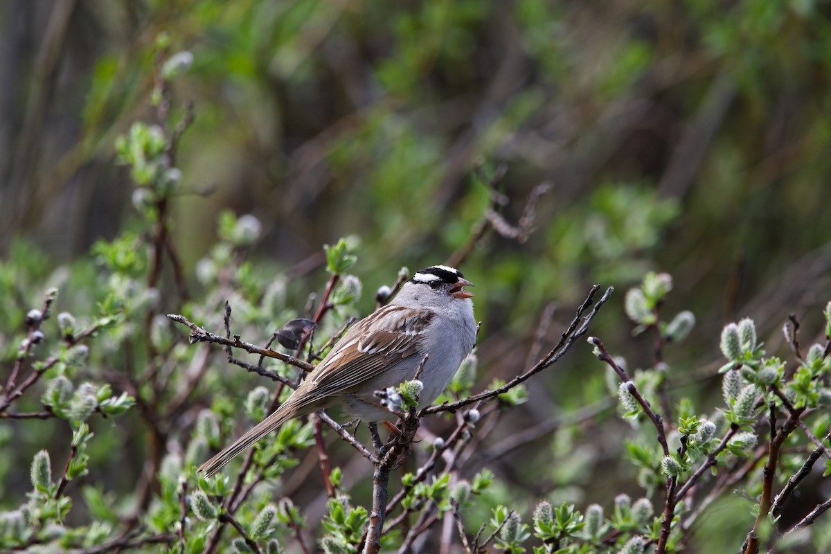 White-crowned Sparrow (oriantha) - ML620192982