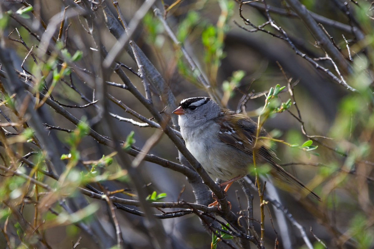 White-crowned Sparrow (oriantha) - ML620192984