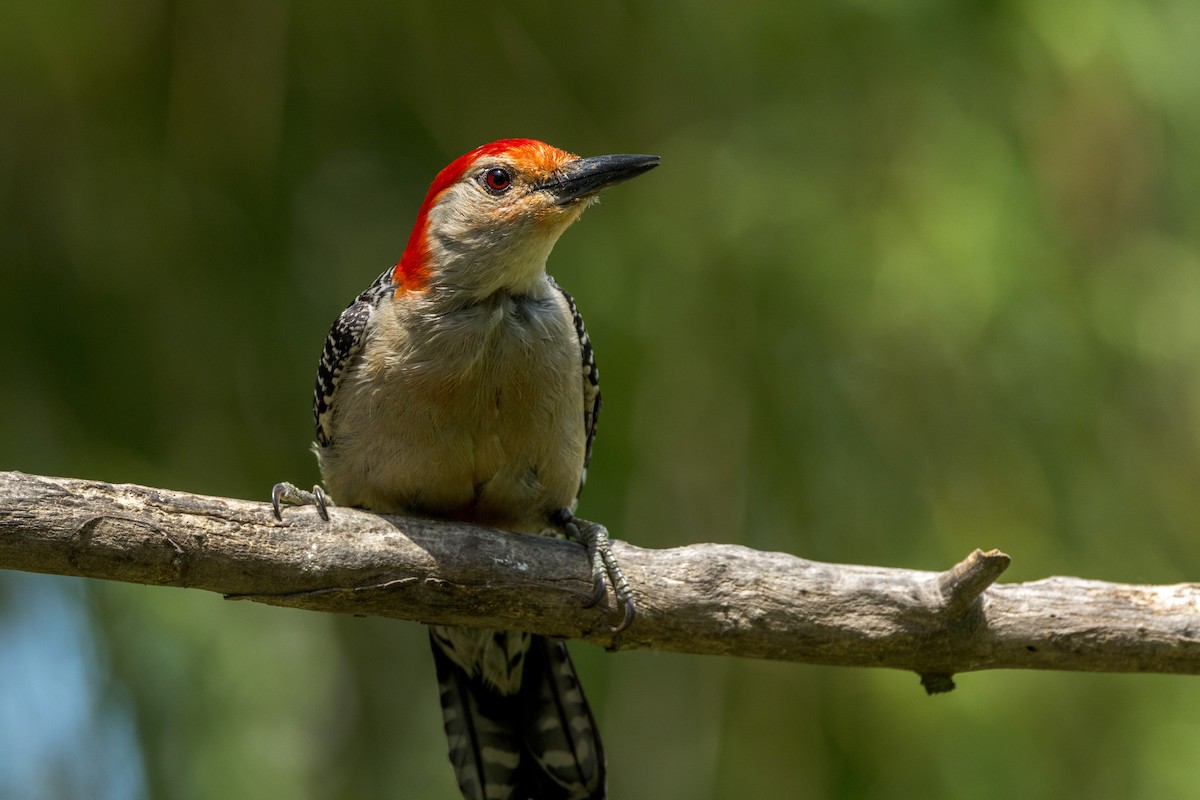 Red-bellied Woodpecker - ML620192992