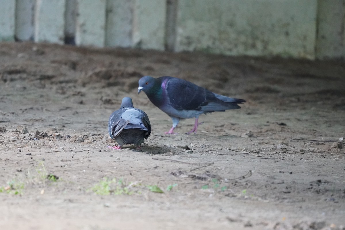 Rock Pigeon (Feral Pigeon) - ML620192997