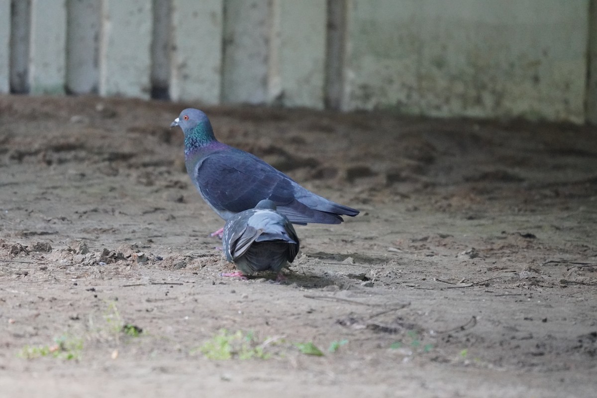 Pigeon biset (forme domestique) - ML620192999
