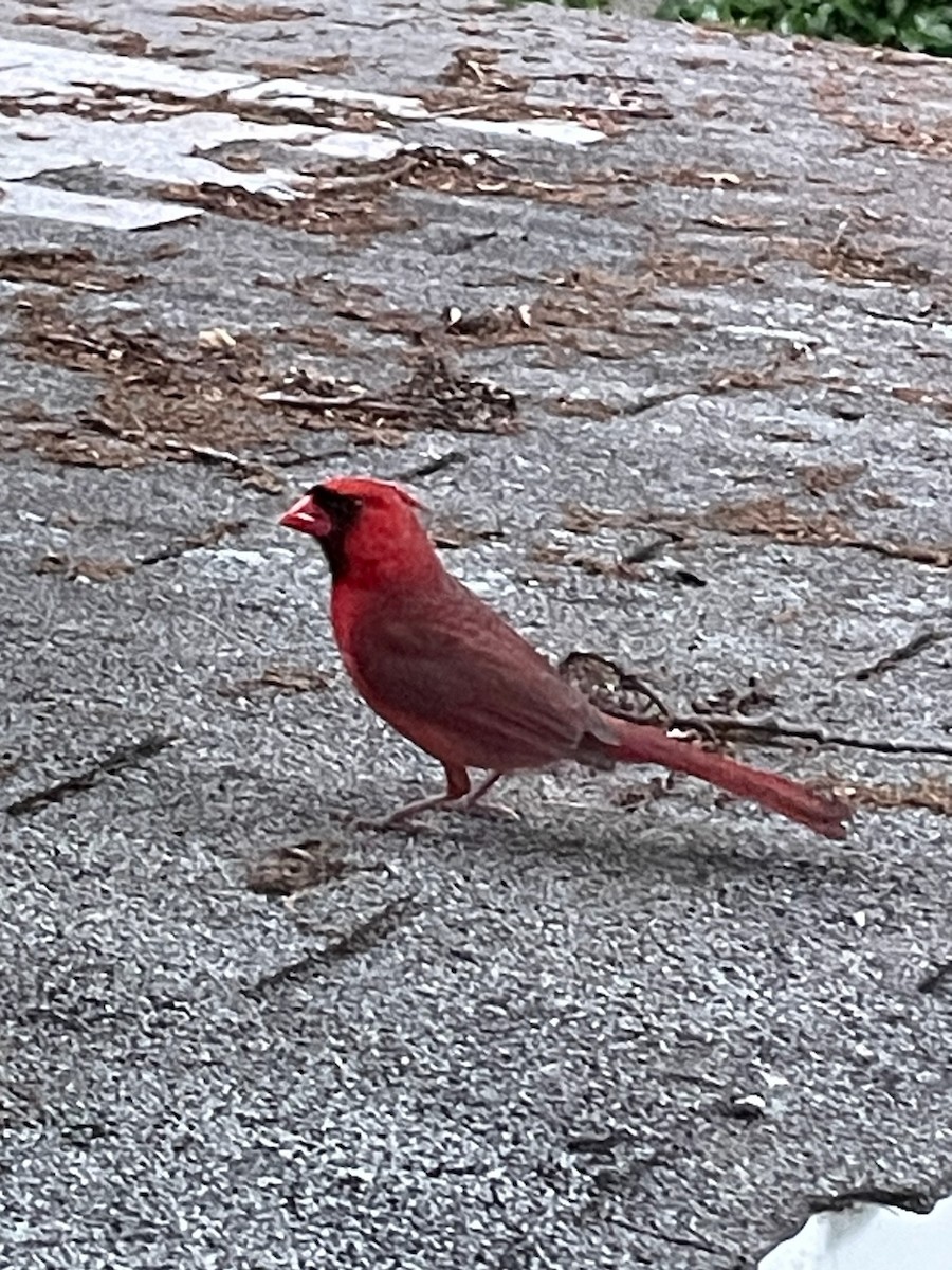 Northern Cardinal - ML620193004