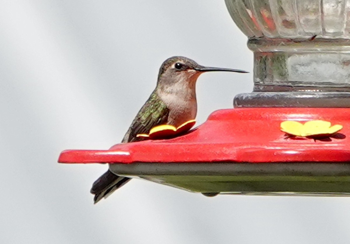 Black-chinned Hummingbird - ML620193006